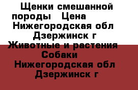 Щенки смешанной породы › Цена ­ 6 500 - Нижегородская обл., Дзержинск г. Животные и растения » Собаки   . Нижегородская обл.,Дзержинск г.